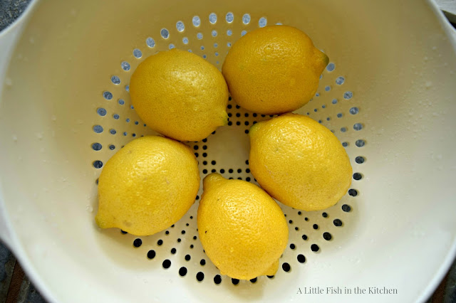 five fresh lemons are in a white colander and they are wet having just been rinsed in the sink. 
