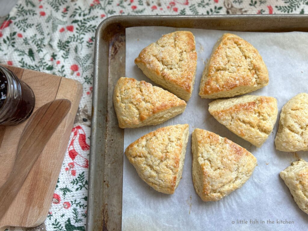 Six fresh baked cream scones are a parchment lined metal baking sheet. The scones are wedge shaped and in a circle with the small sides pointed inward.
The tops are invitingly toasted and bits of white sparkling sugar are visible on top. A small cutting board with a wooden butter knife and dark red jam are next to the metal pan. A white tea towl with a bright pattern of greenery, green birds and red and white small mushrooms is underneath the metal baking pan