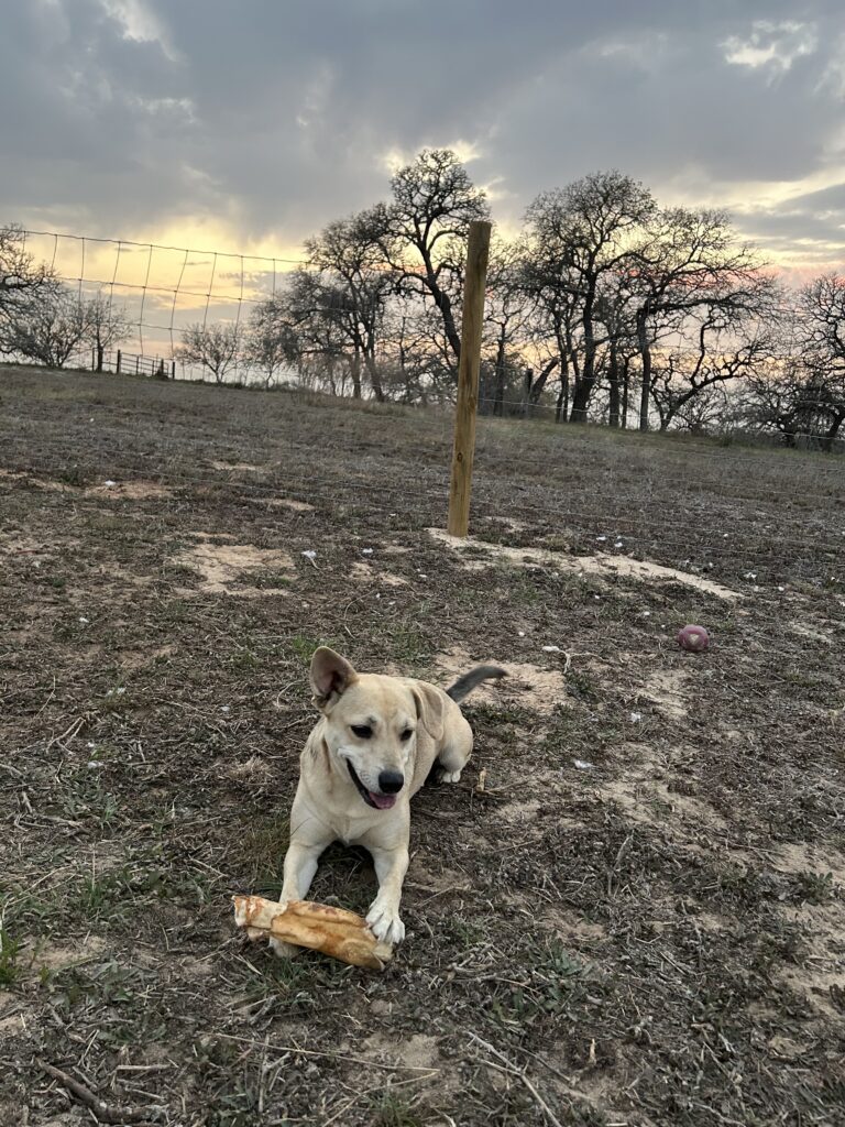 A small blonde dog is enjoying a rawhide bone outdoors. A colorful country sunset with the colors of gold, pink red and yellow is vibrantly on display amongst gray evening clouds in the background.