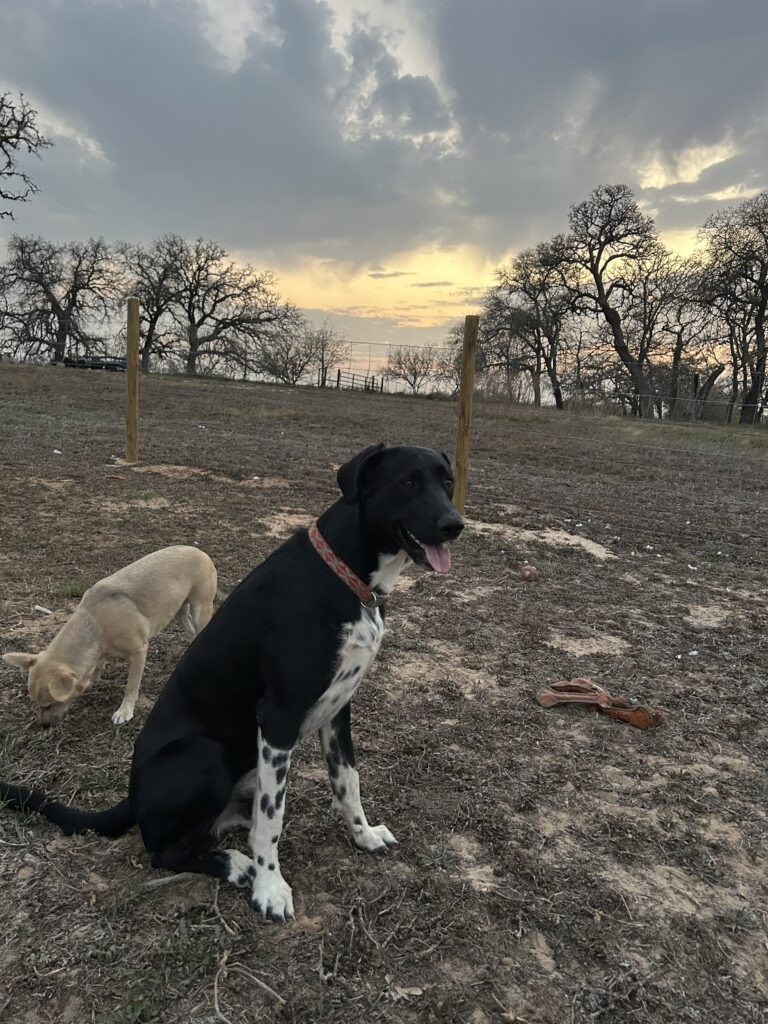 A large black dog is sitting and enjoying the evening outdoors. A colorful country sunset with the colors of gold, pink red and yellow is vibrantly on display amongst gray evening clouds in the background.